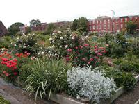 Flowers planted at The Spring Garden