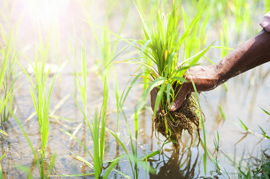 rice plant